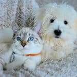 What To Do With Elderly Parents Pets (Helpful Resources) what to do with elderly parents pets